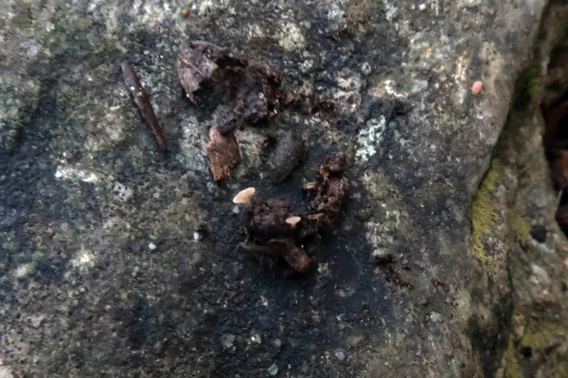 Ciboria americana 1 - IMG_6927